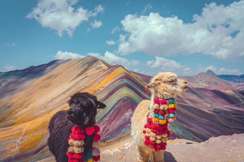 two alpacas with pompoms around their necks stand in the foreground of Peru's Rainbow Mountain, with numerous colorful striations caused by minerals and ochres in the soil
