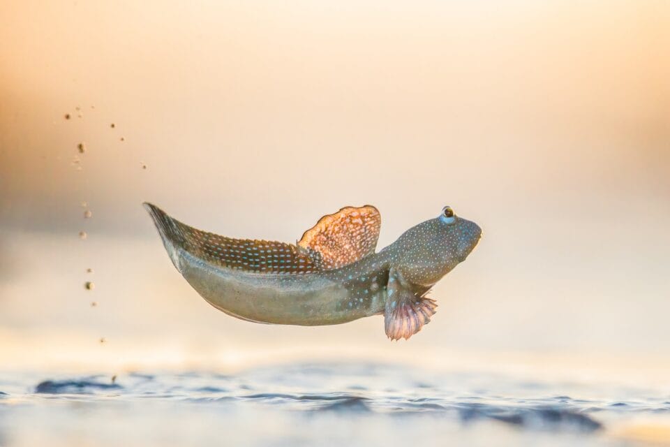 a mudskipper jumps up over the surface of the water, illuminated slightly by the sun