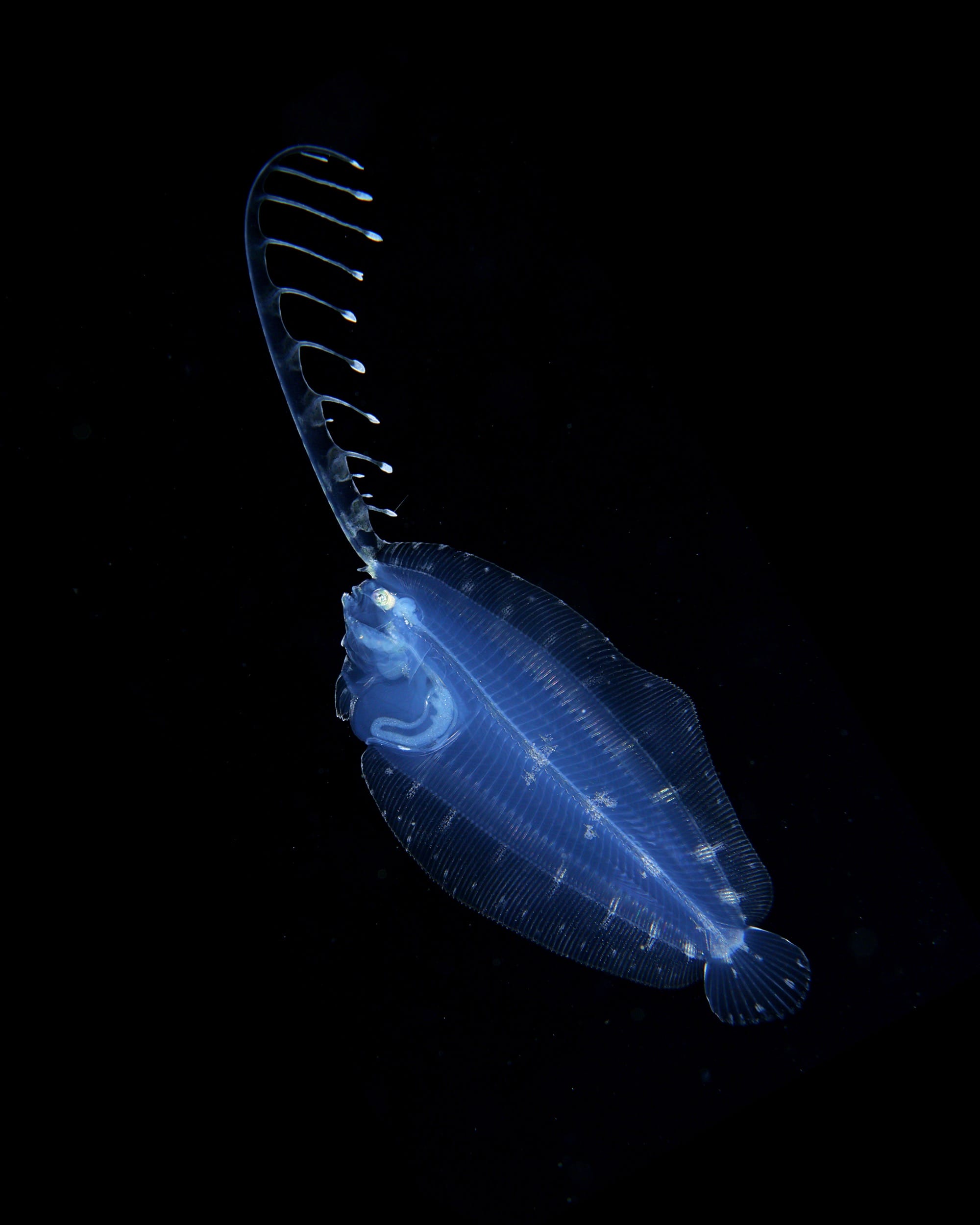an underwater photograph of a blue plankton with a long antenna-like tendril on the front of its head