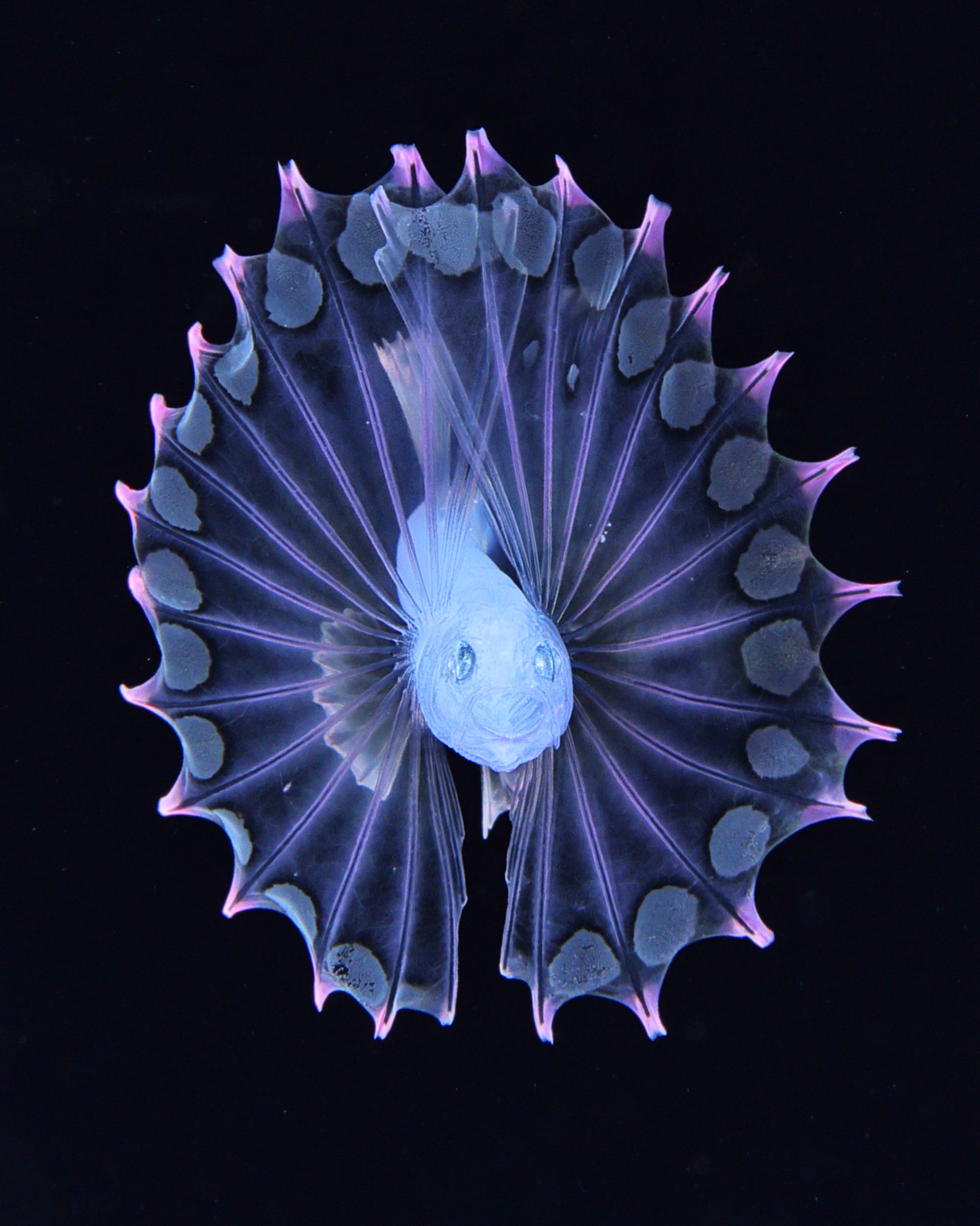 an underwater photograph of a tiny blue plankton with frilly purple fins