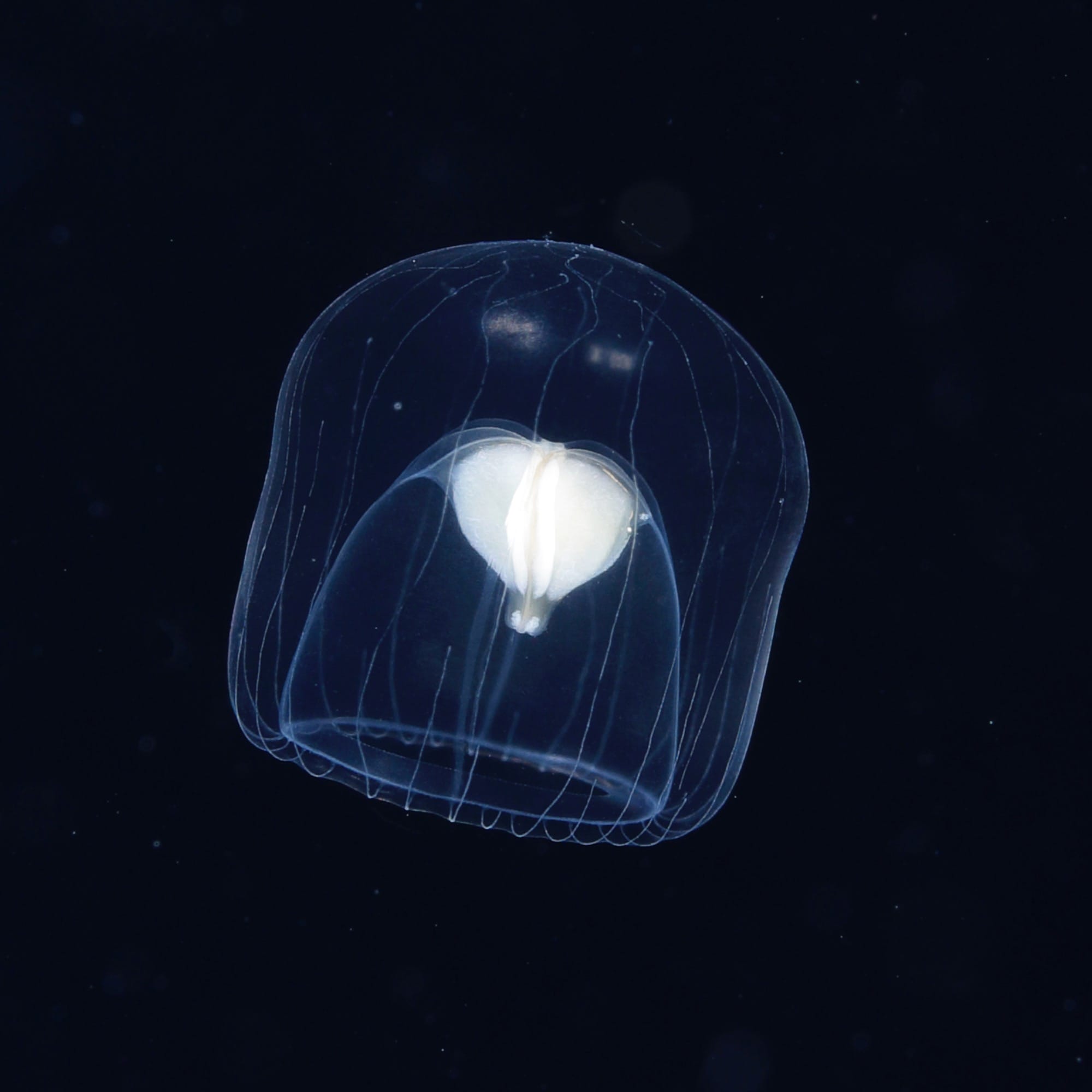 an underwater photograph of a tiny jellyfish-like creature