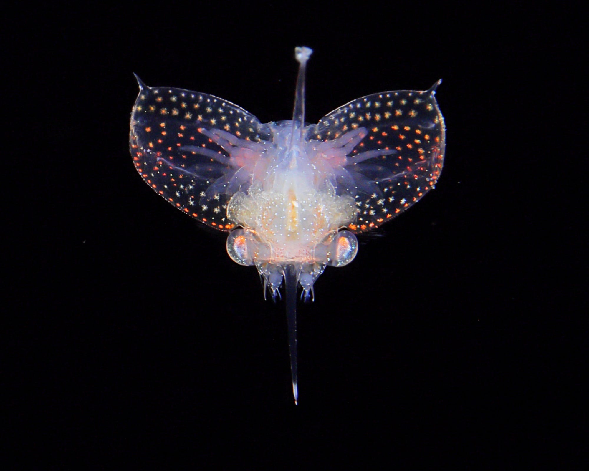 an underwater photograph of a tiny jellyfish-like creature
