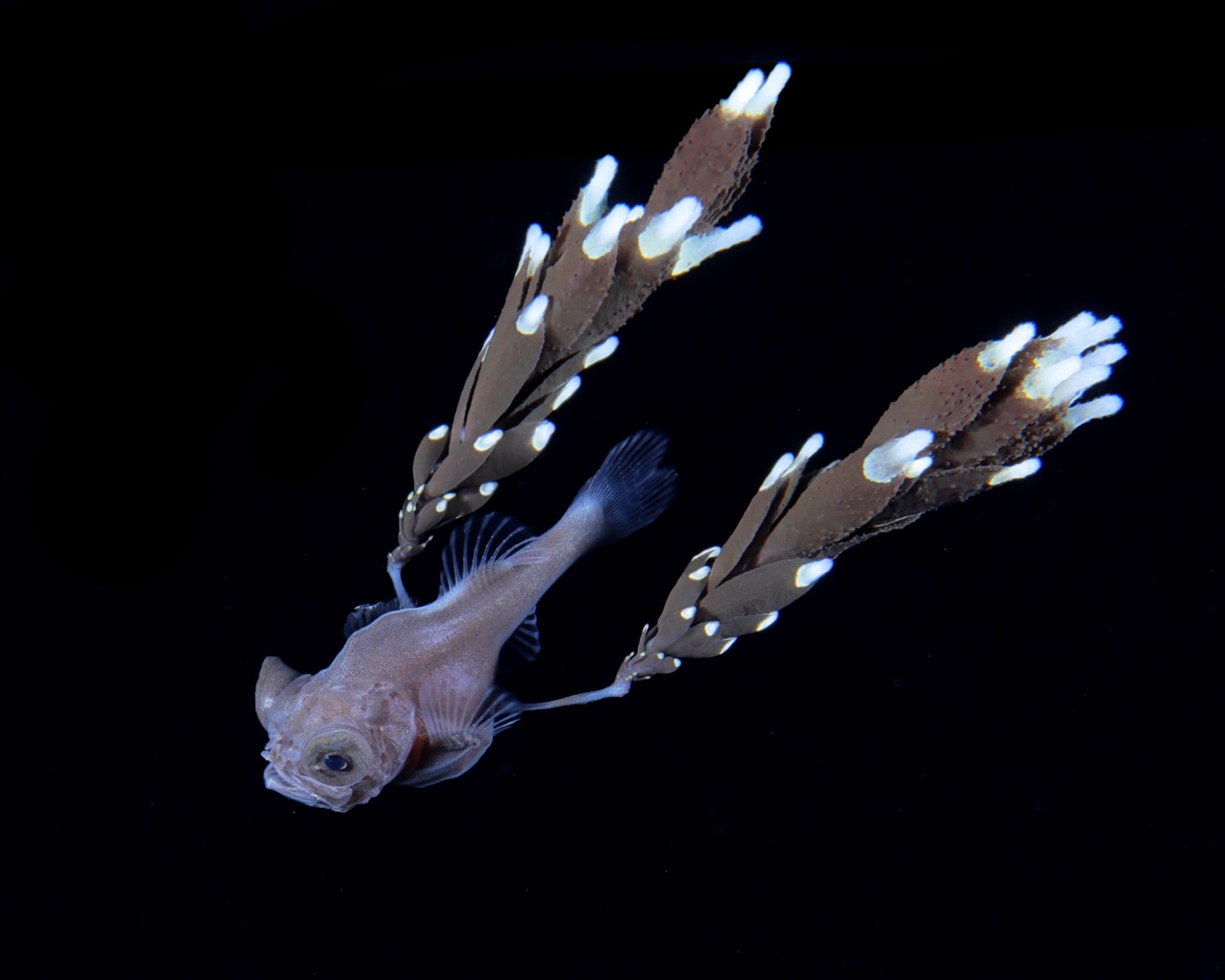 an underwater photograph of a gibberfish with long, petal-like fins