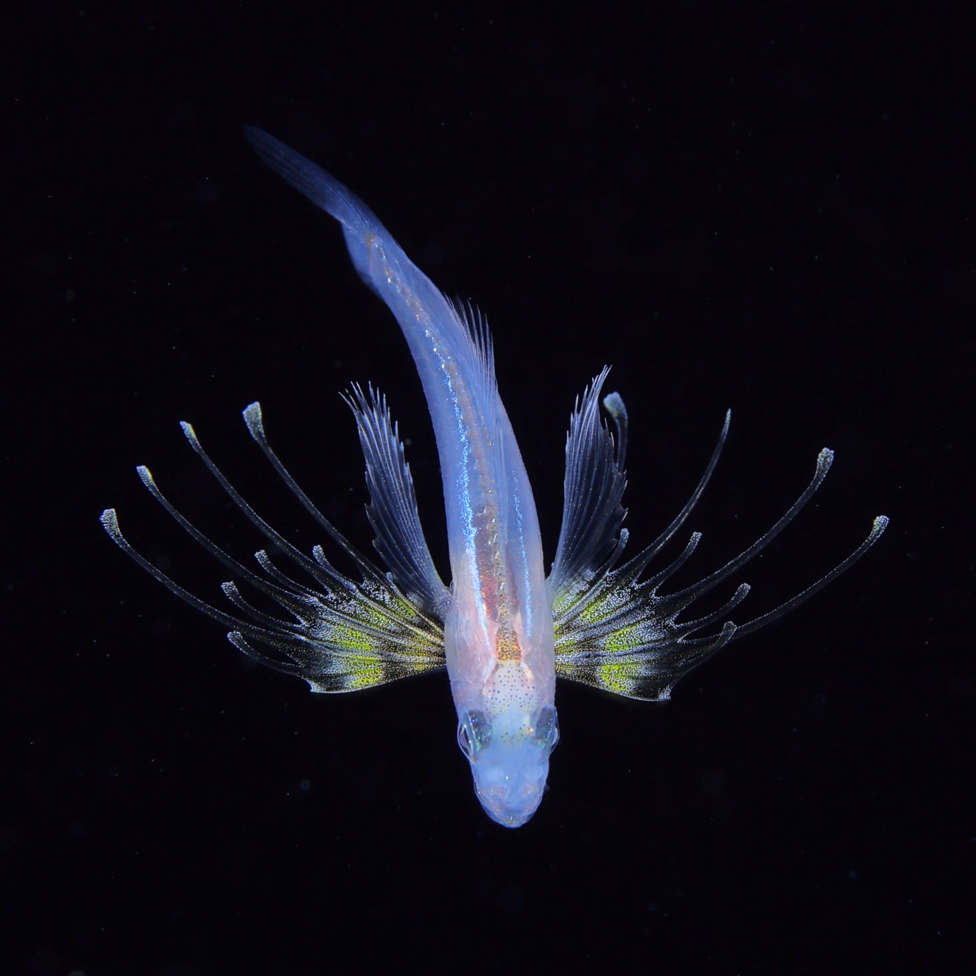 an underwater photograph of a gymnapogon, a type of plankton, with yellow, frilly fins