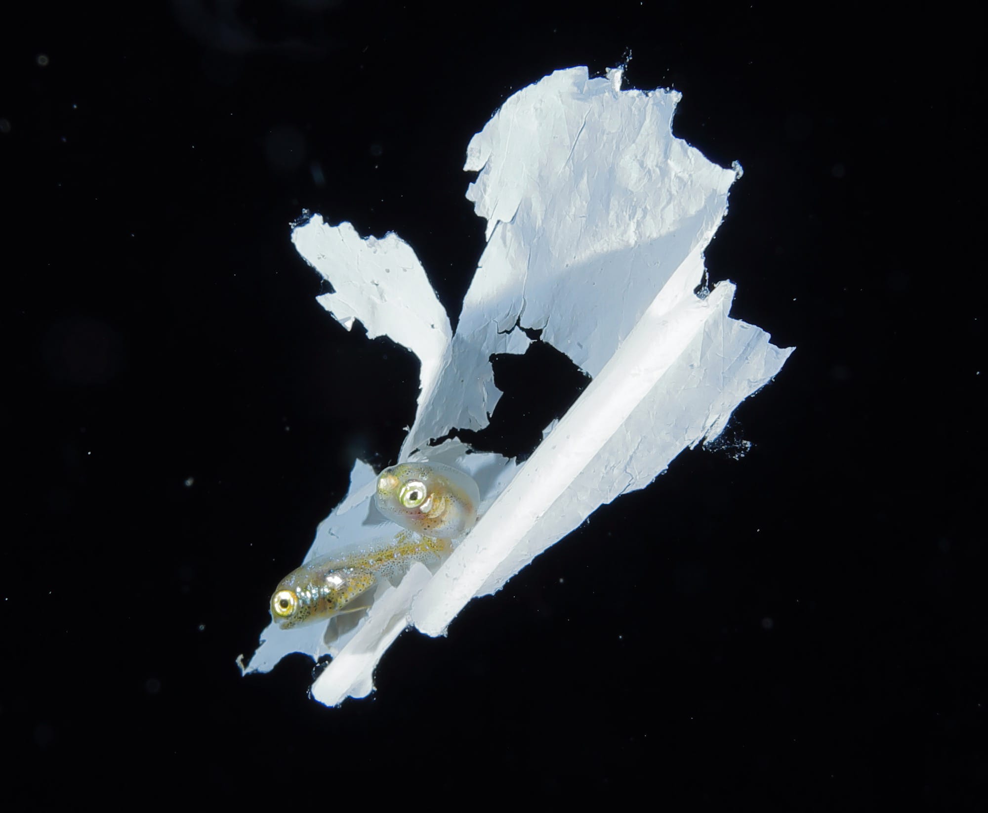 an underwater photograph of tiny fish in a plastic waste fragment