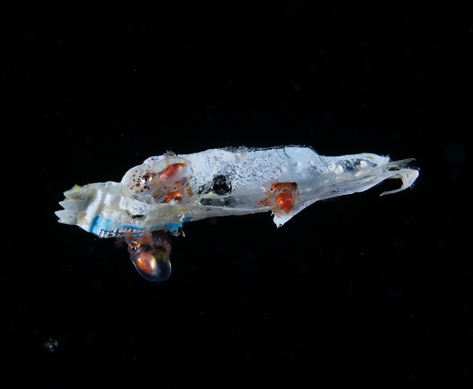 an underwater photograph of larval octopi on a fragment of plastic waste