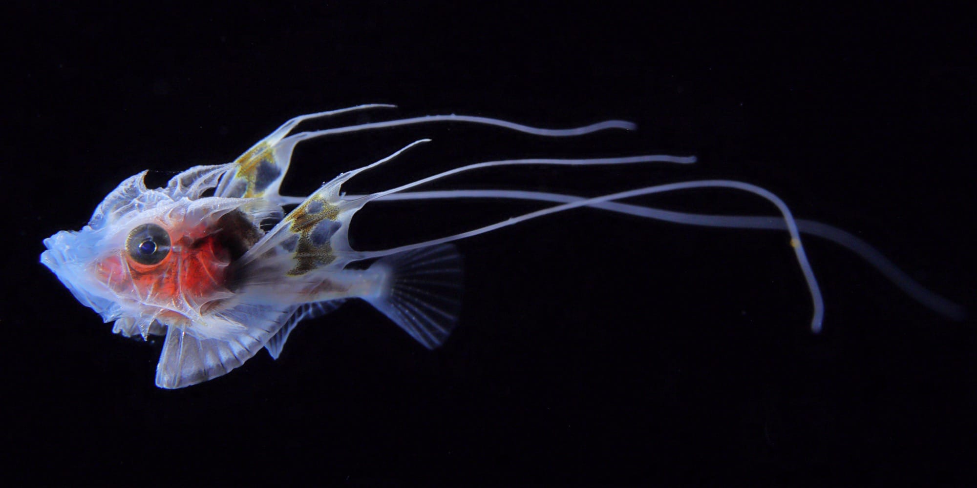 an underwater photograph of a tiny plankton with long tendrils on its fins
