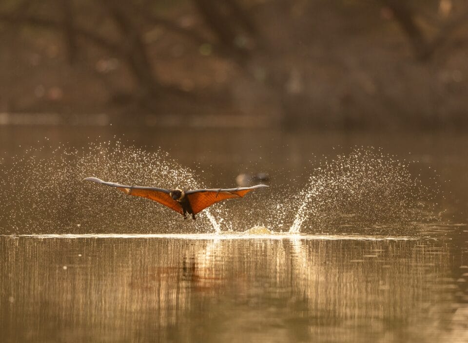 a fruit bat skims the surface of water