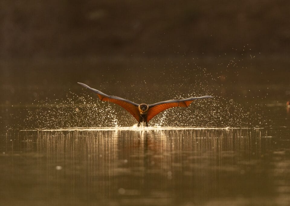 a fruit bat skims the surface of water