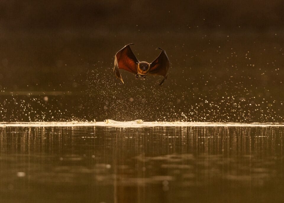 a fruit bat skims the surface of water