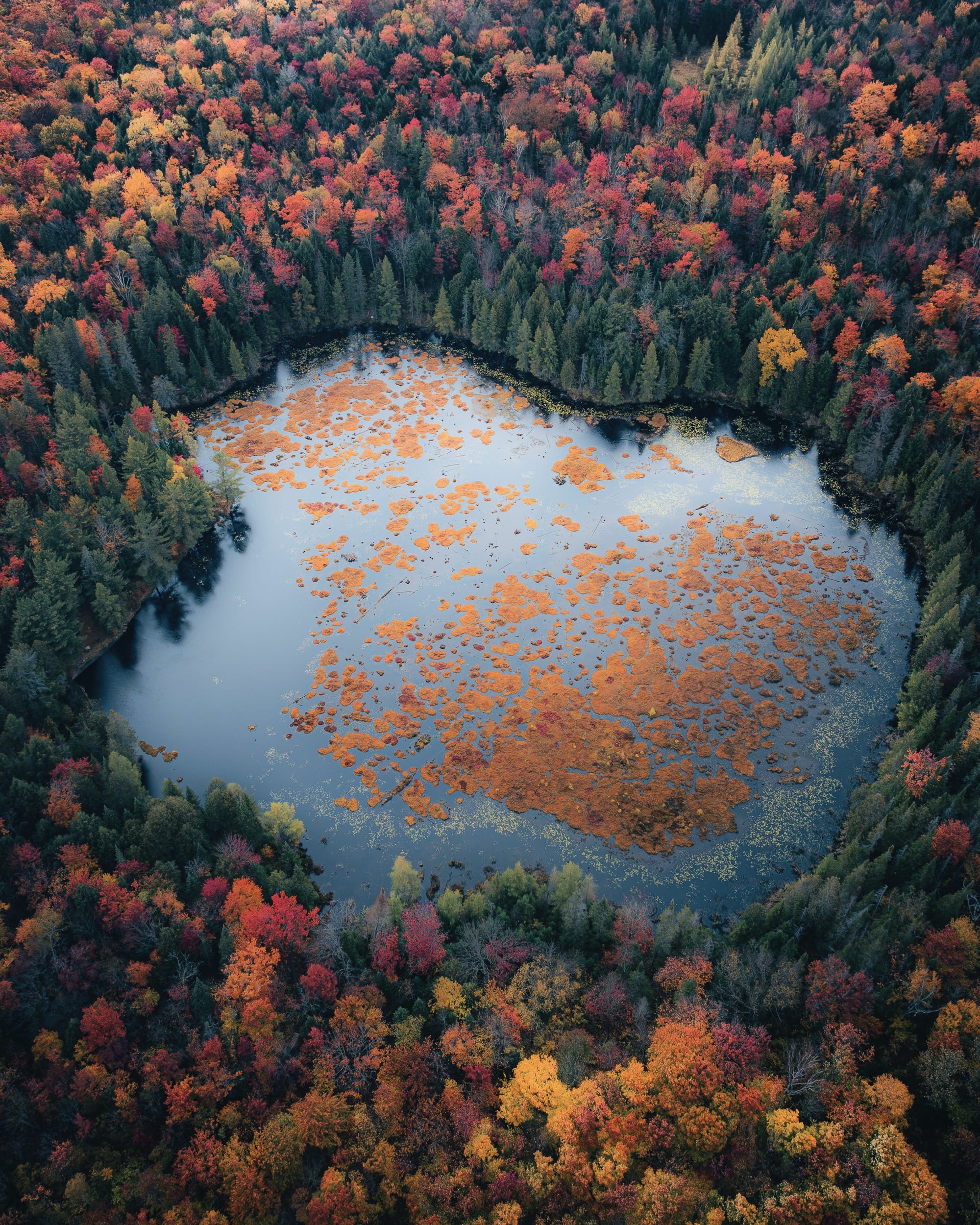 an areial image of an autumn forest surrounding a lake