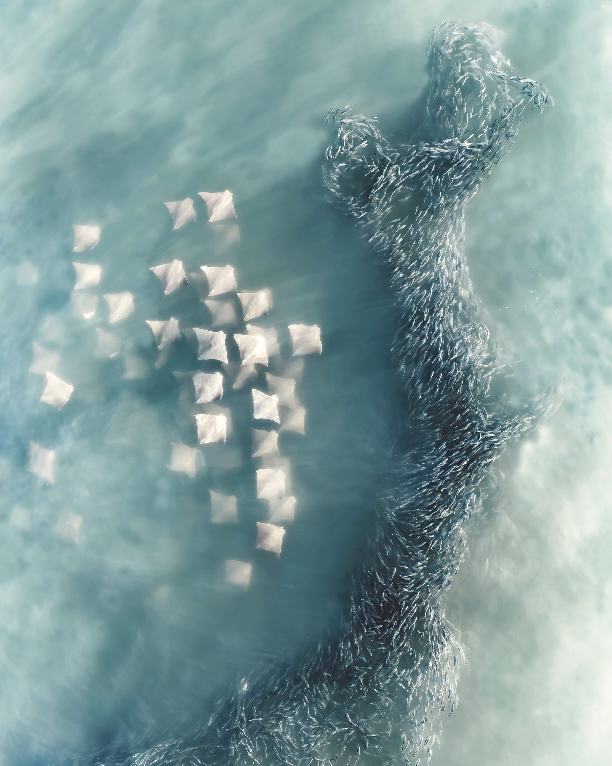 stingrays in water