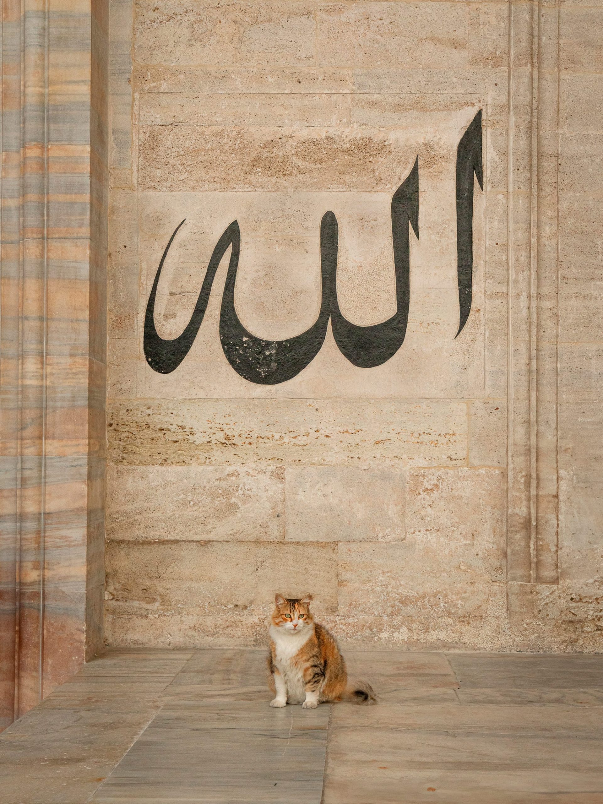 a cat sits on the ground in front of a marble with with calligraphic Arabic script