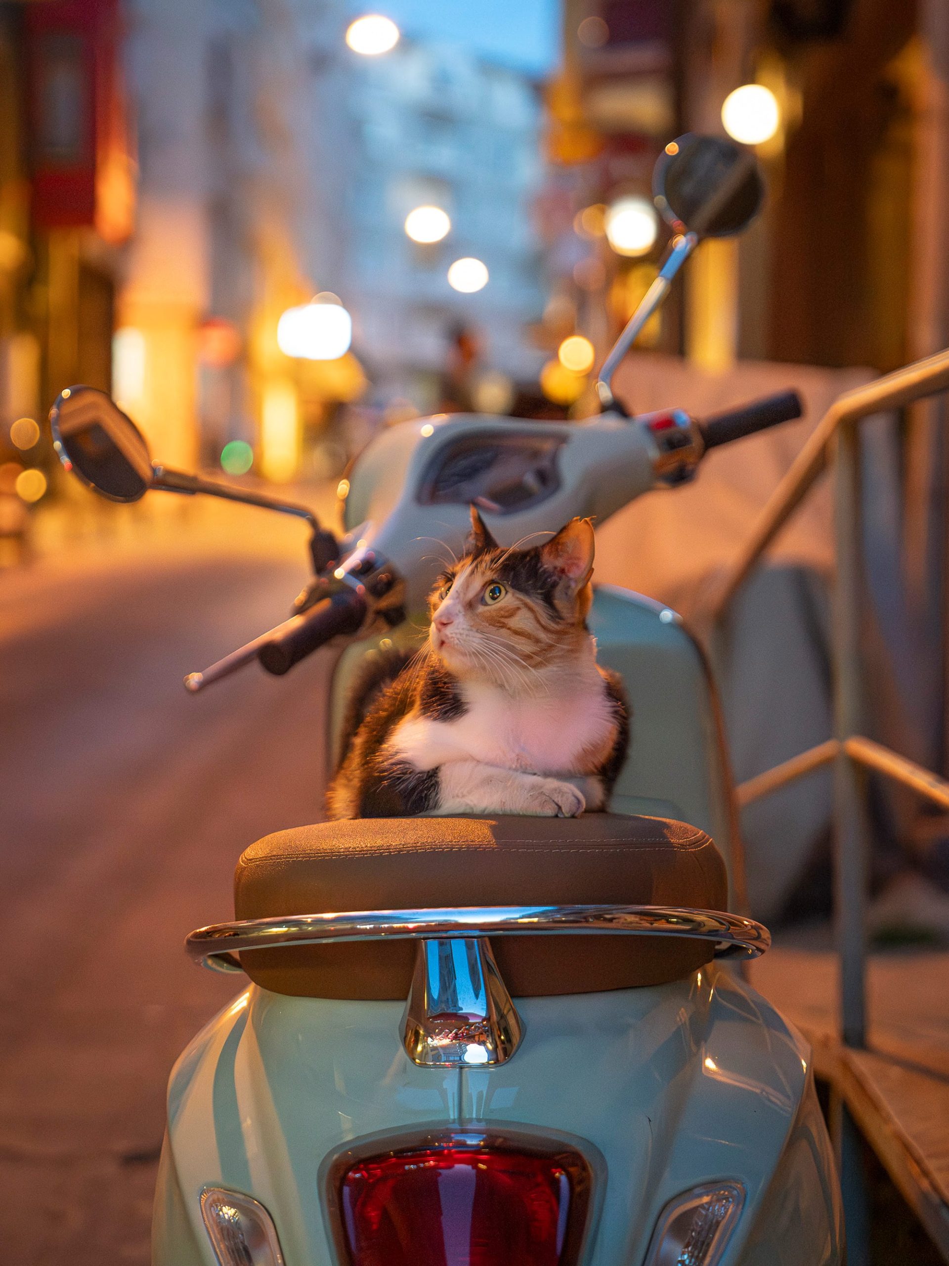 a cat sits on the sea of a moped on a street in the evening