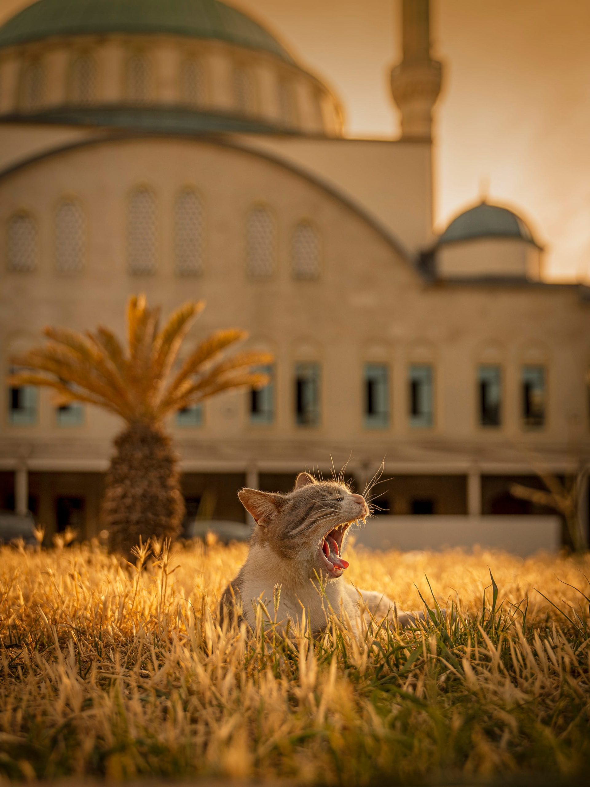 a cat yawns in a meadow during the golden hour in front of a mosque