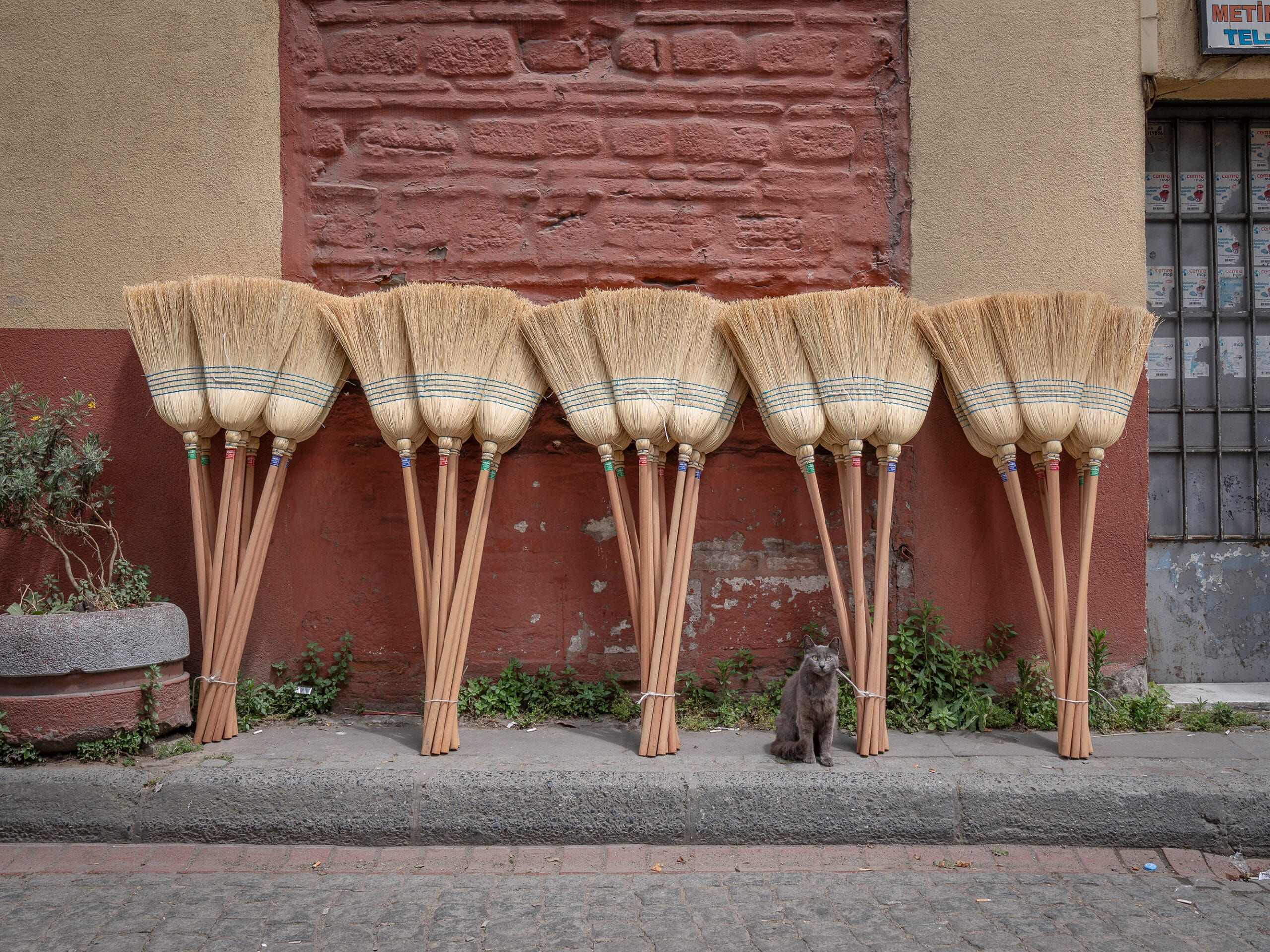 a cat sits on the sidewalk in front of a display of brooms