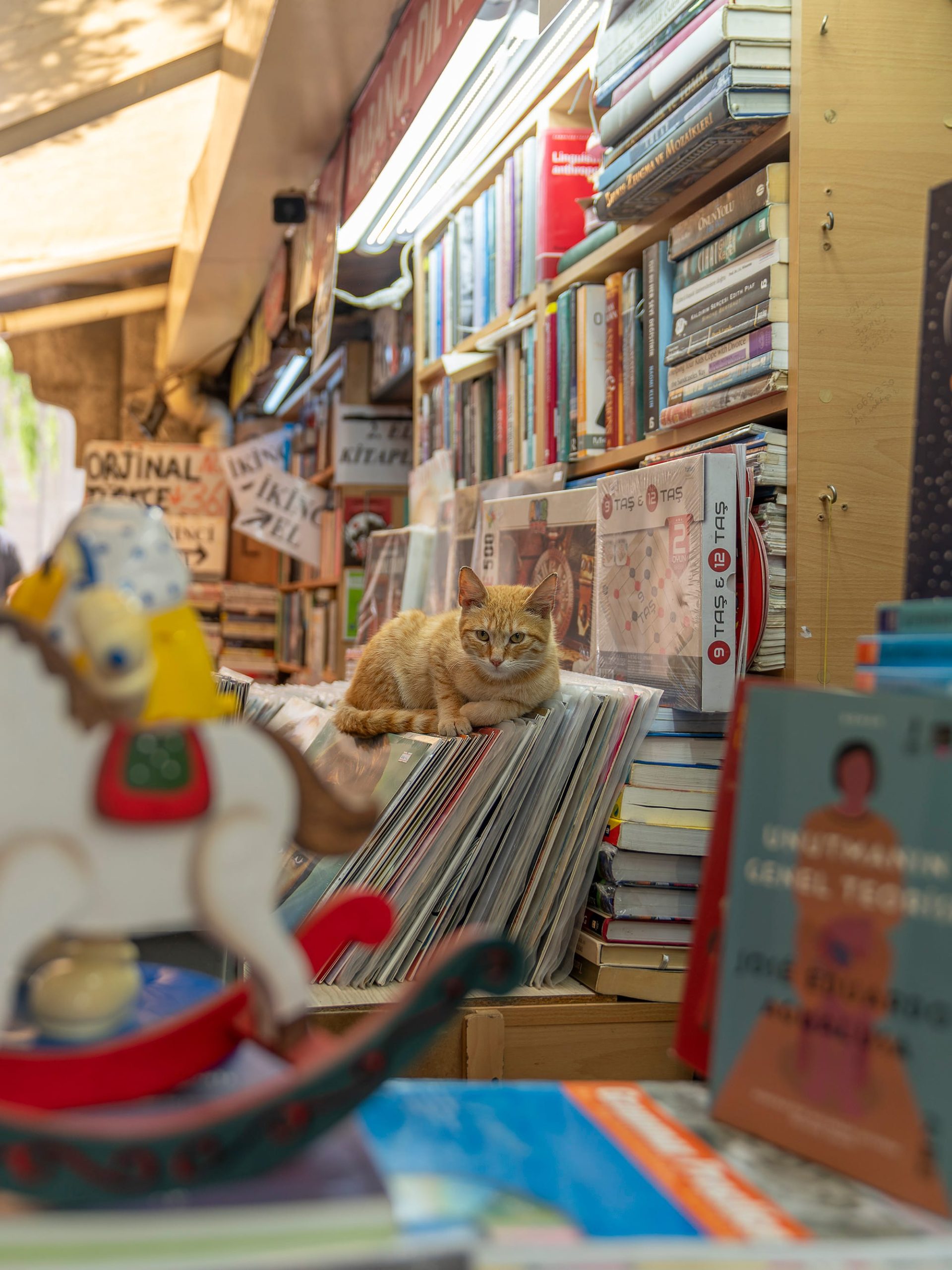 a cat lounges on some records in a book and music shop