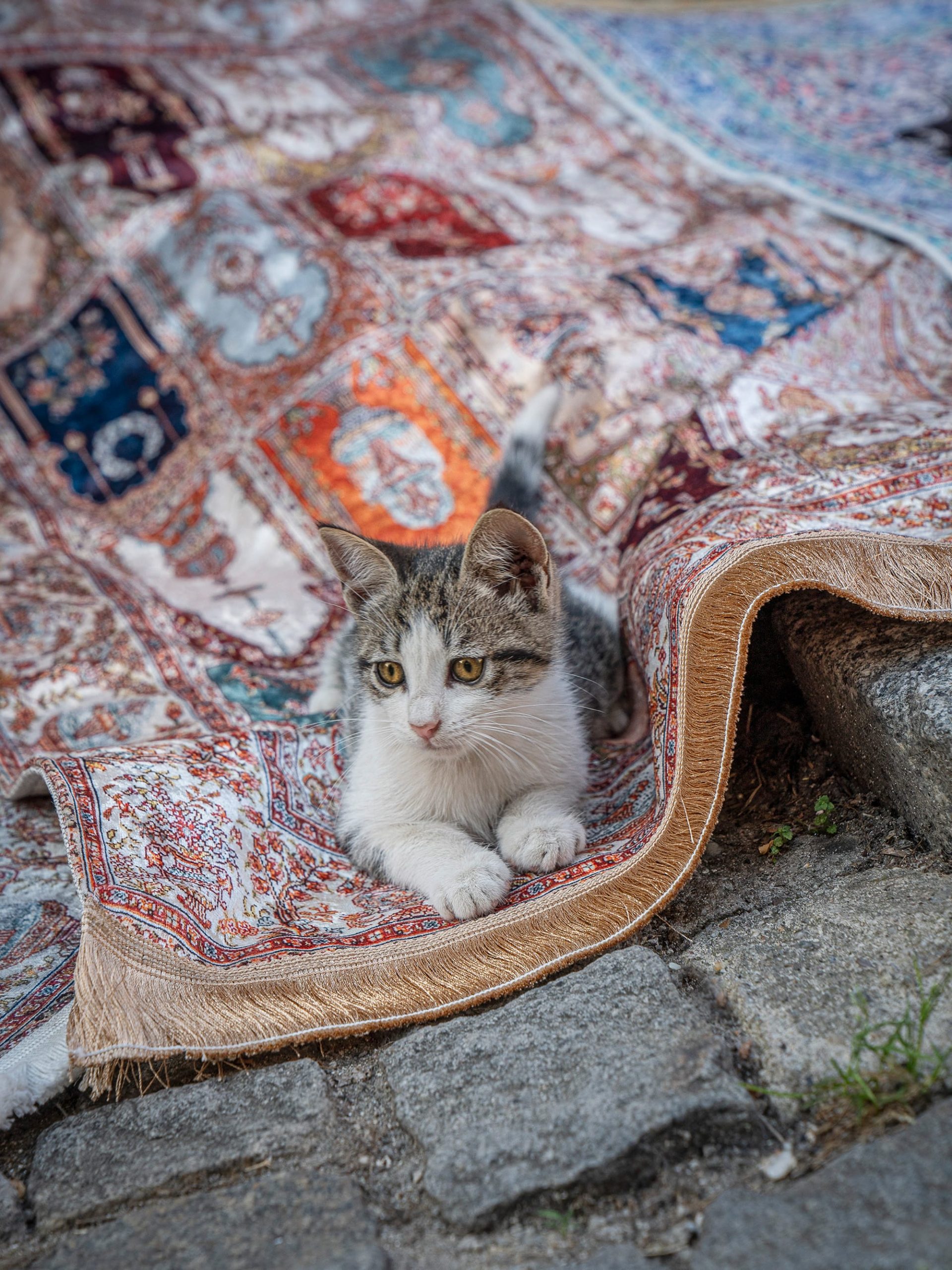 a cat sits on a carpet on the pavement