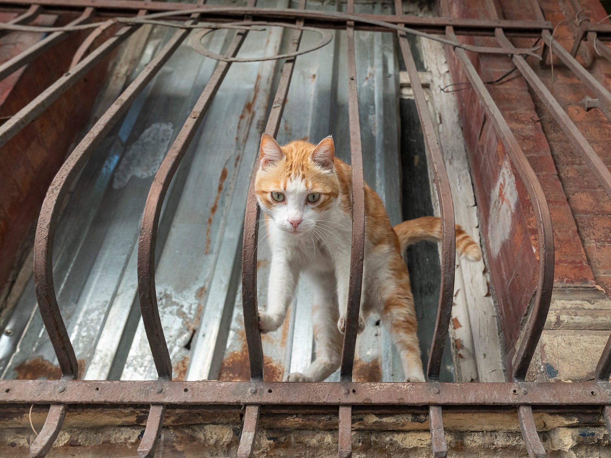 a cat stands on the bars of a balcony