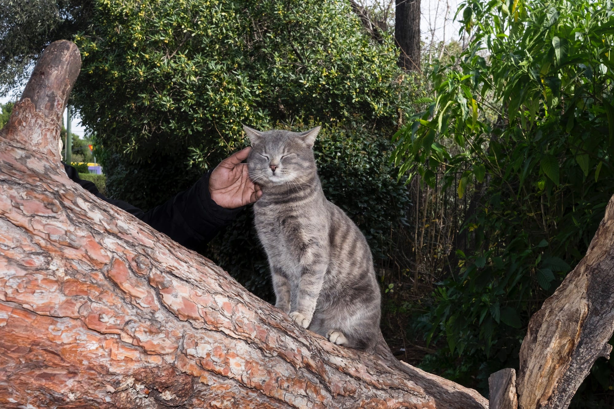 a photograph of a tabby cat being pet by a disembodied hand