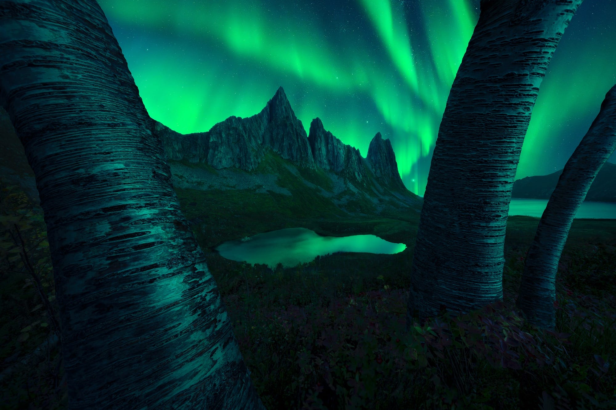 green aurora borealis over mountains and trees